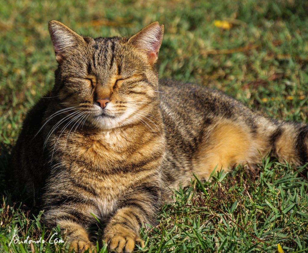 Entspannte Katze im Retiro Park