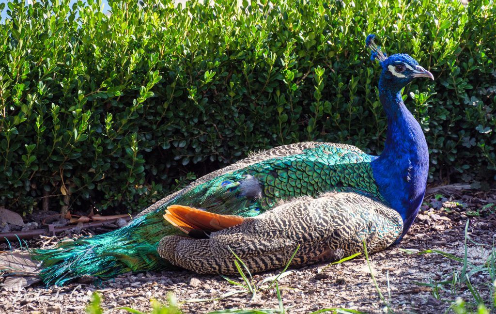 Pfau im Retiro Park