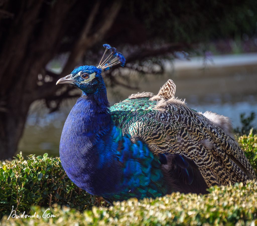 Pfau im Retiro Park