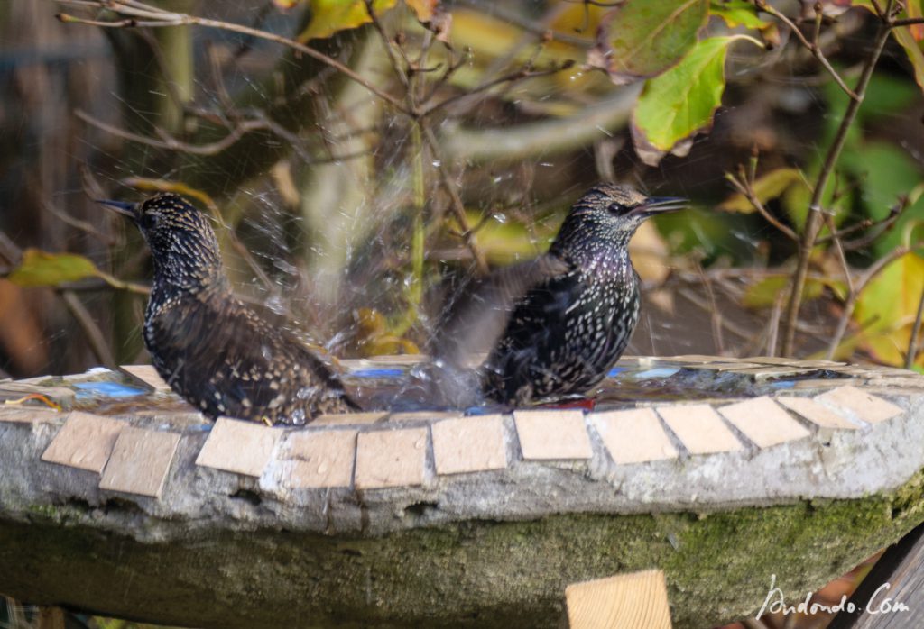 Stare beim Baden