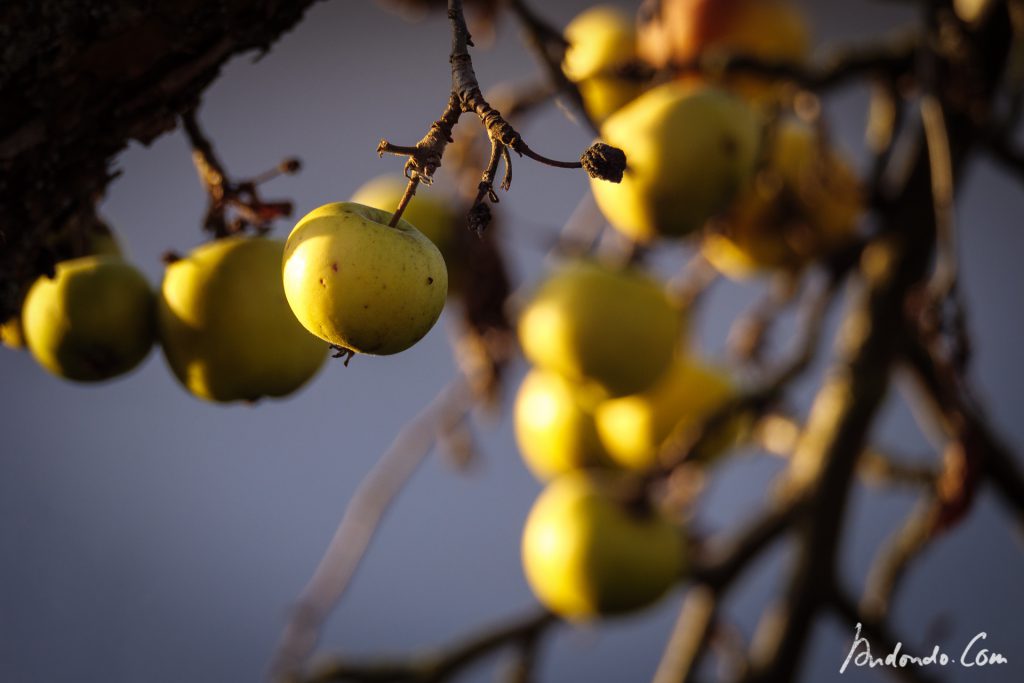 Äpfel