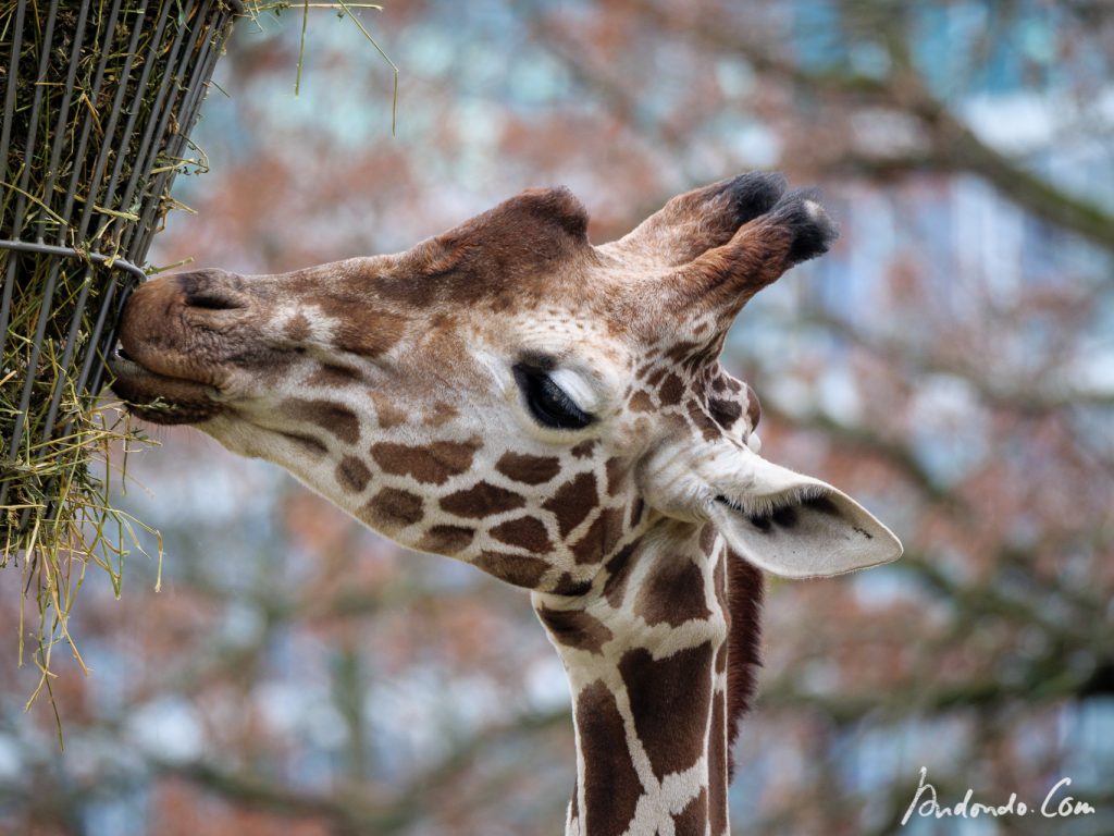 Giraffe