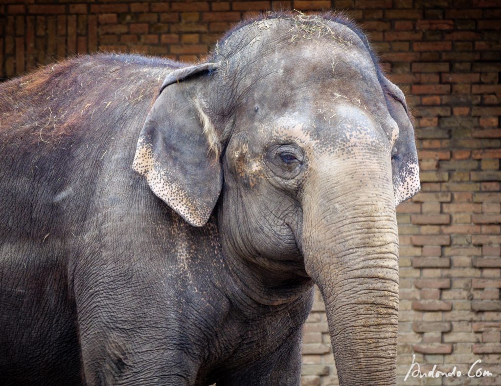 Indischer Elefant