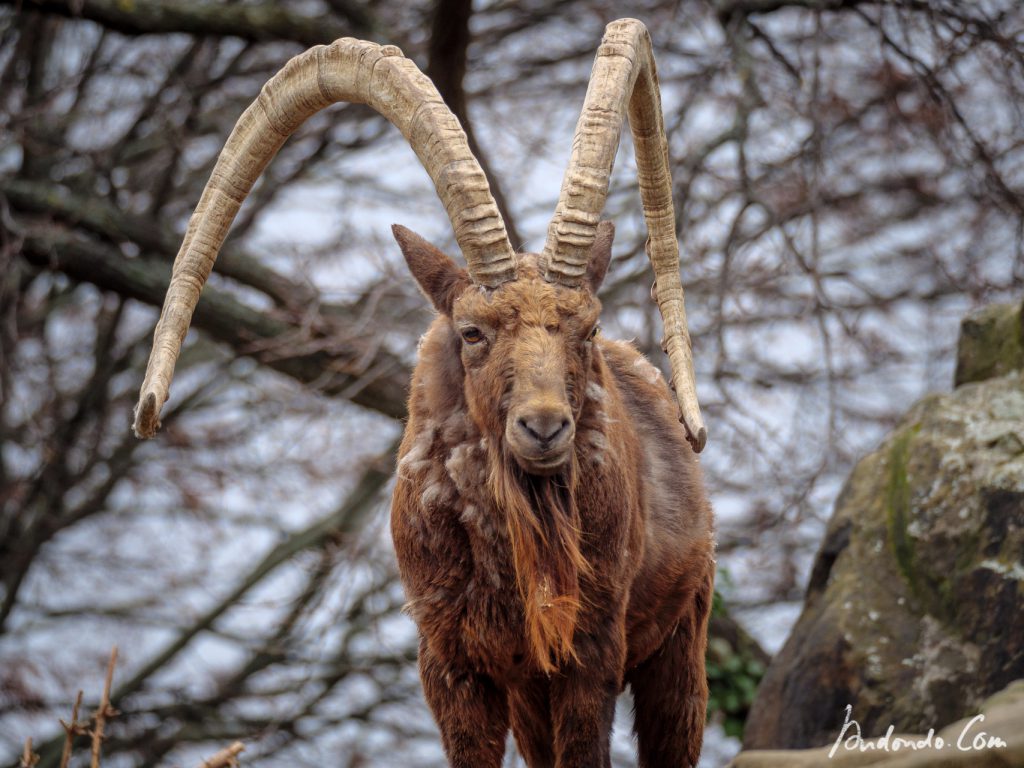 Steinbock