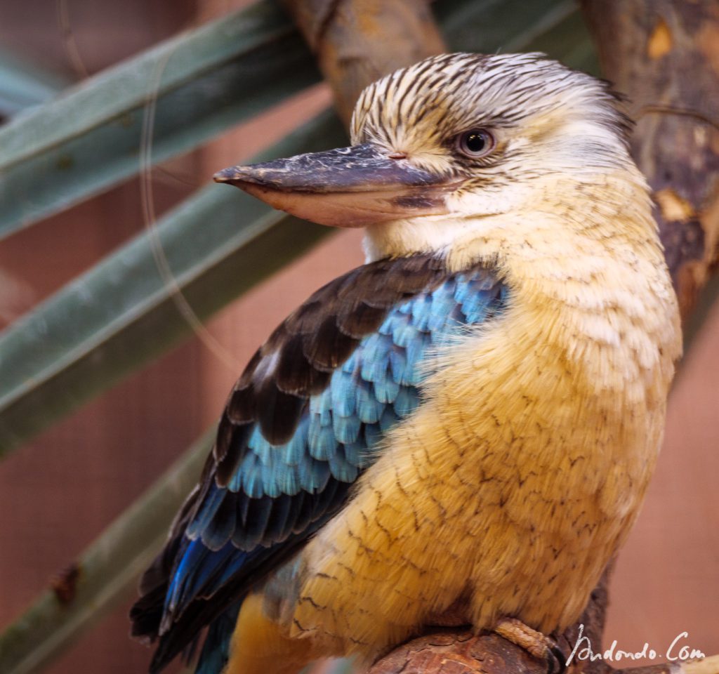 Blauflügelkookaburra - Haubenliest