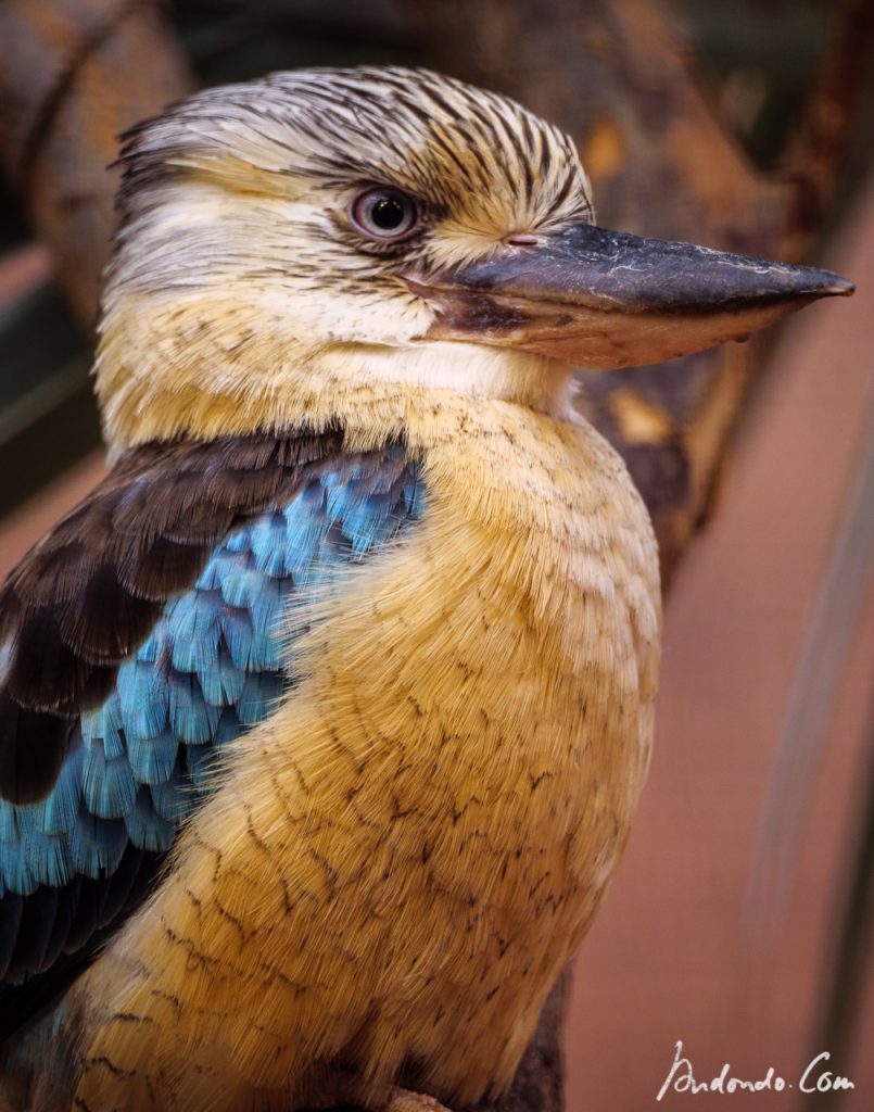 Blauflügelkookaburra - Haubenliest