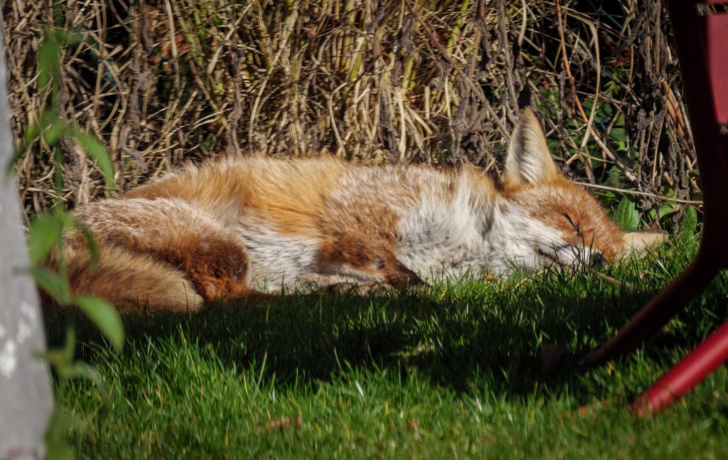 Fuchs schläft in der Sonne