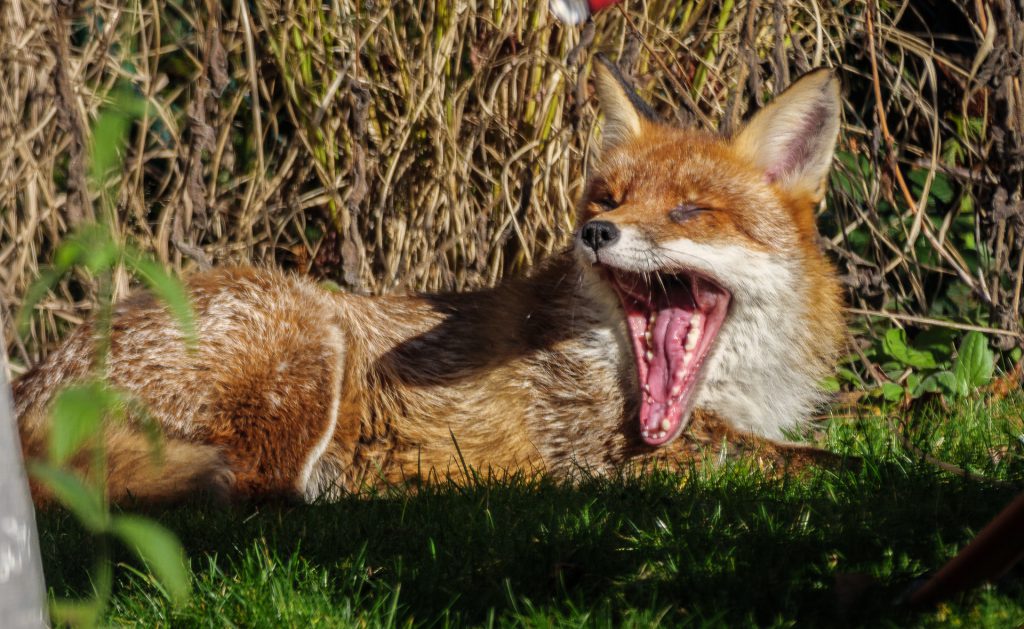 Gähnender Fuchs