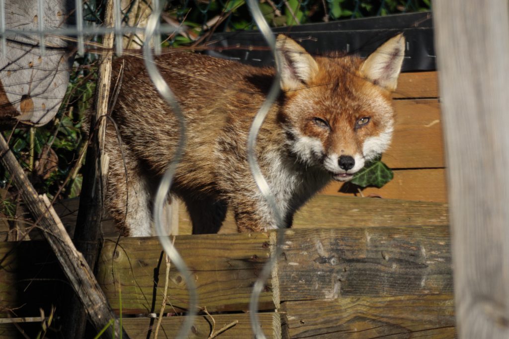 Fuchs im Hochbeet