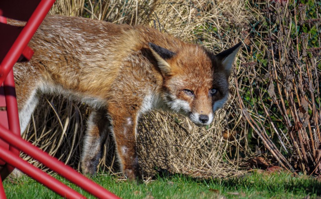 Fuchs im Garten