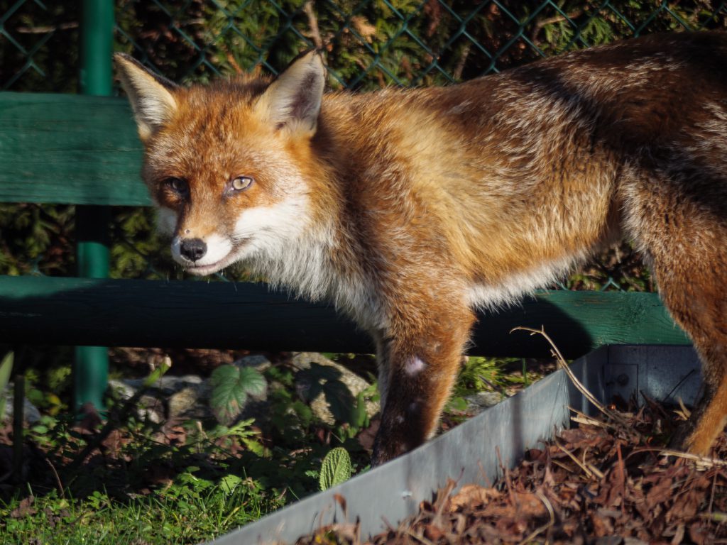 Fuchs im Garten