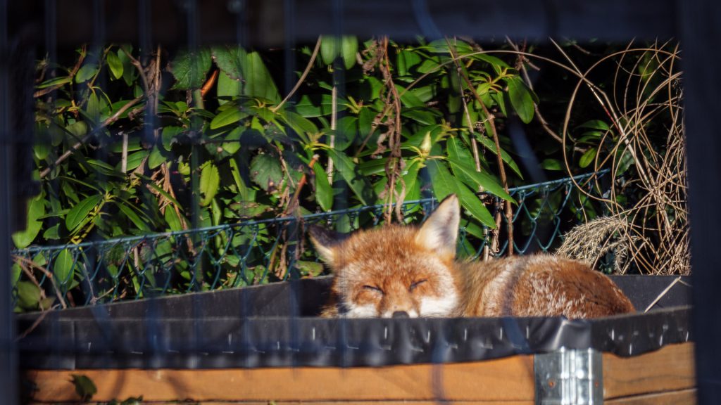 Fuchs im Hochbeet