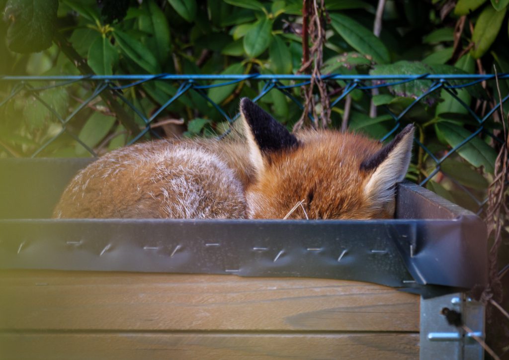 Fuchs schläft im Hochbeet