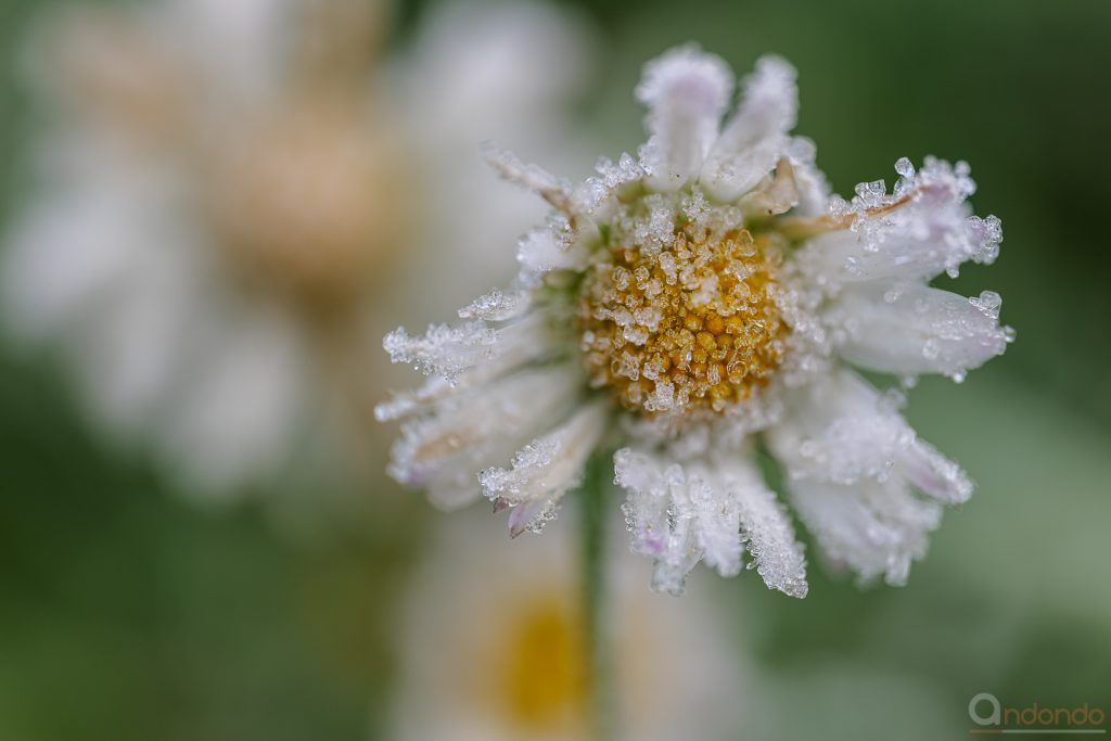 Gänsblümchen