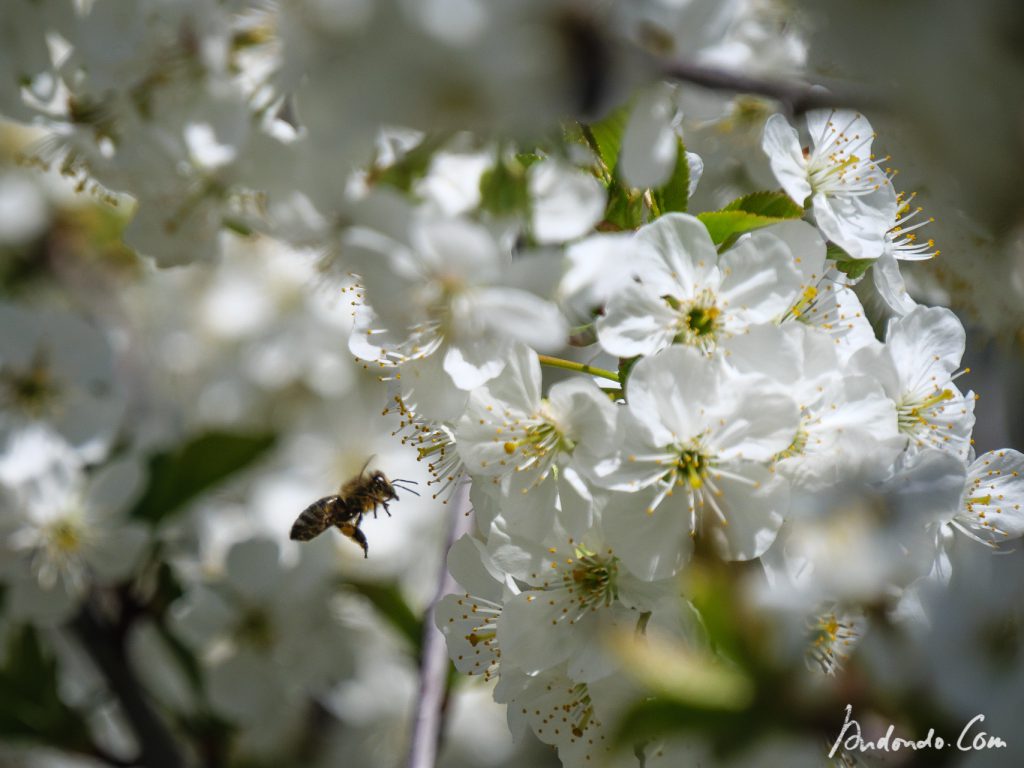 Bienen im Kirschbaum