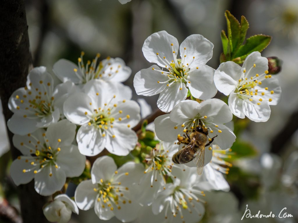 Bienen im Kirschbaum