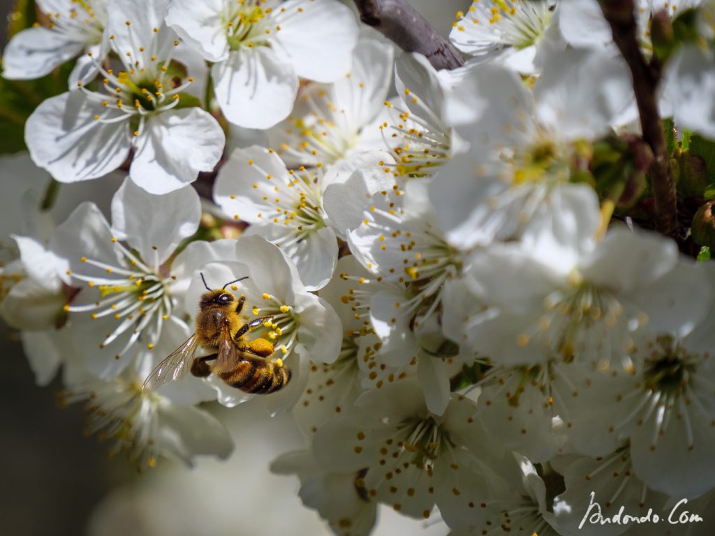 Bienen im Kirschbaum