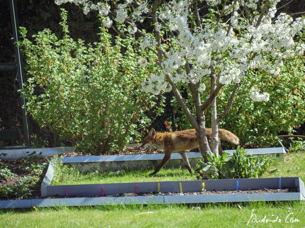 Fuchs im Garten