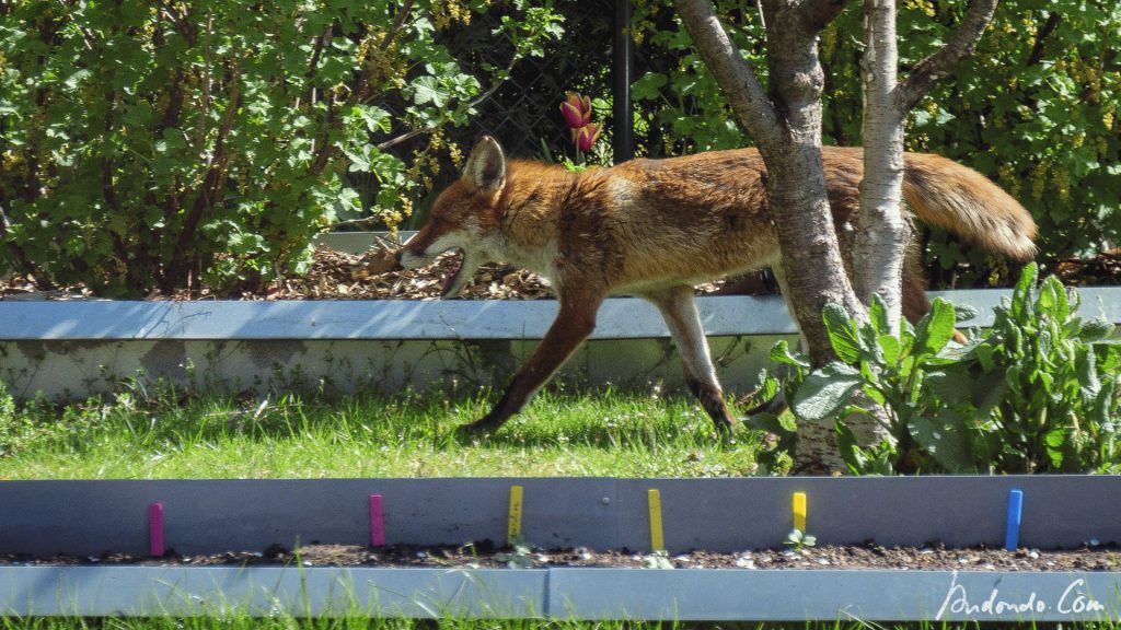 Fuchs im Garten