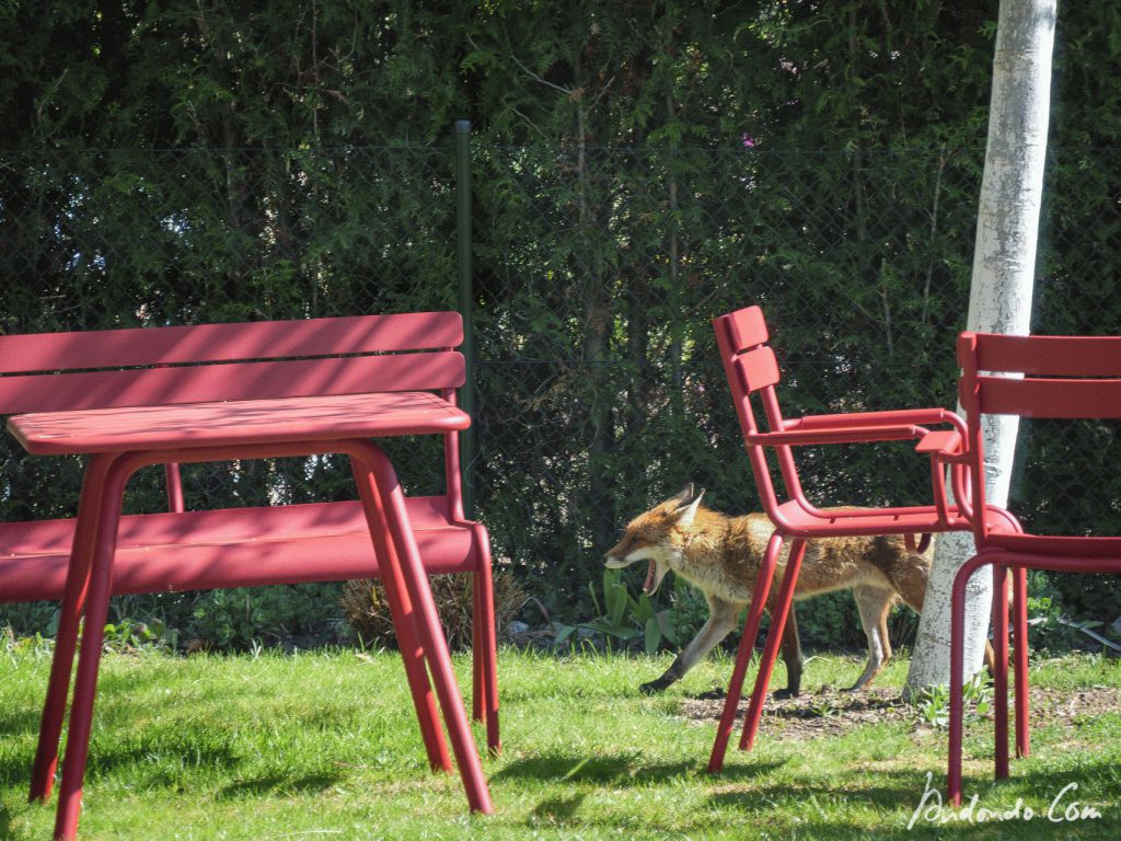 Fuchs im Garten