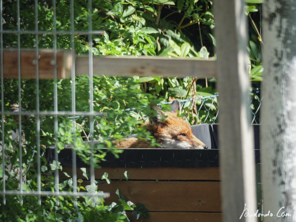 Fuchs im Hochbeet