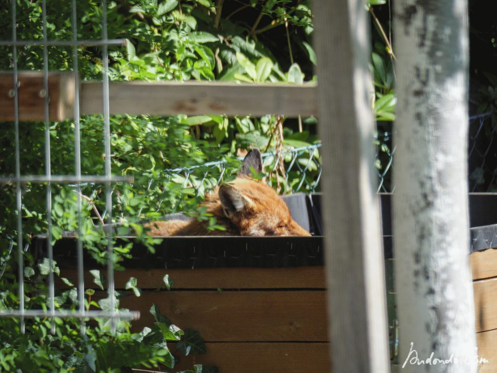 Fuchs im Hochbeet