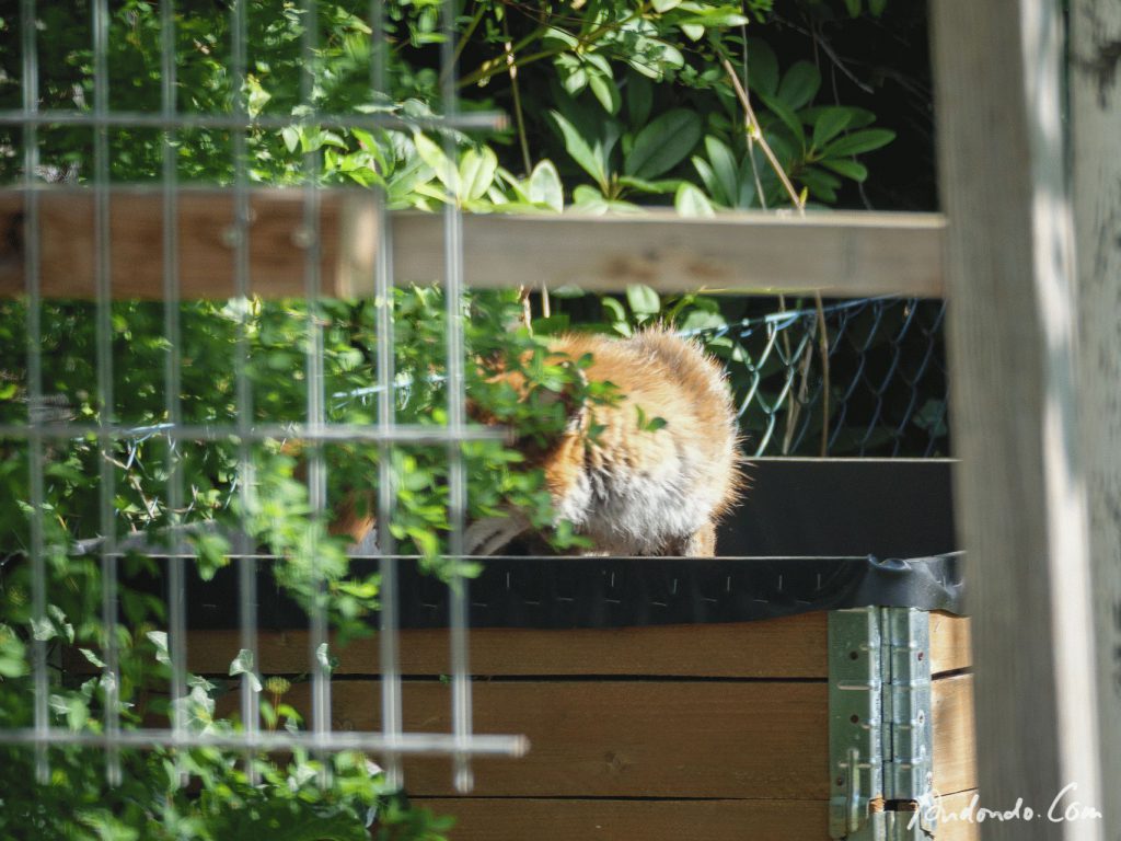 Fuchs im Hochbeet