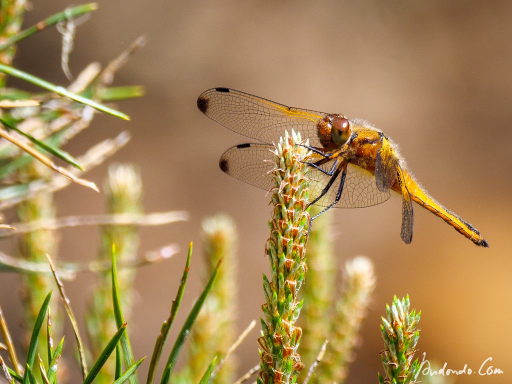 Spitzenfleck Libelle