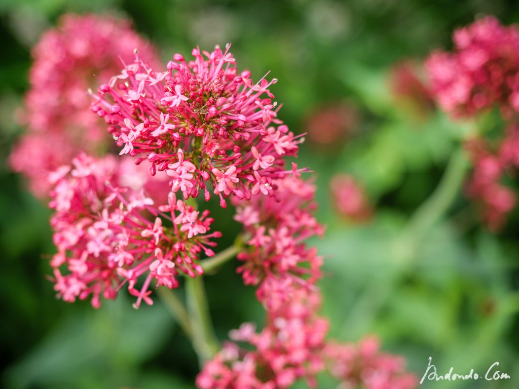 Rote Spornblume