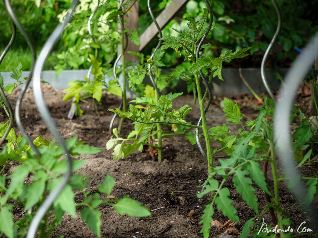 Tomatenpflanzen