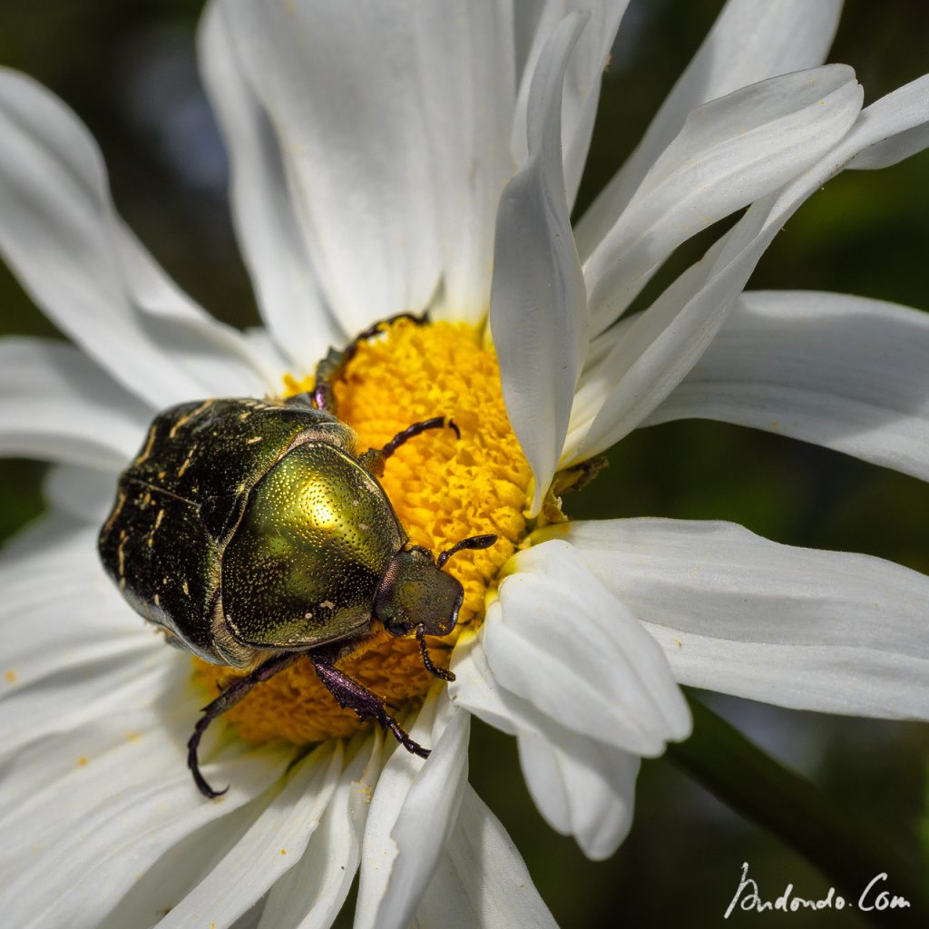 Goldglänzender Rosenkäfer auf Margerite