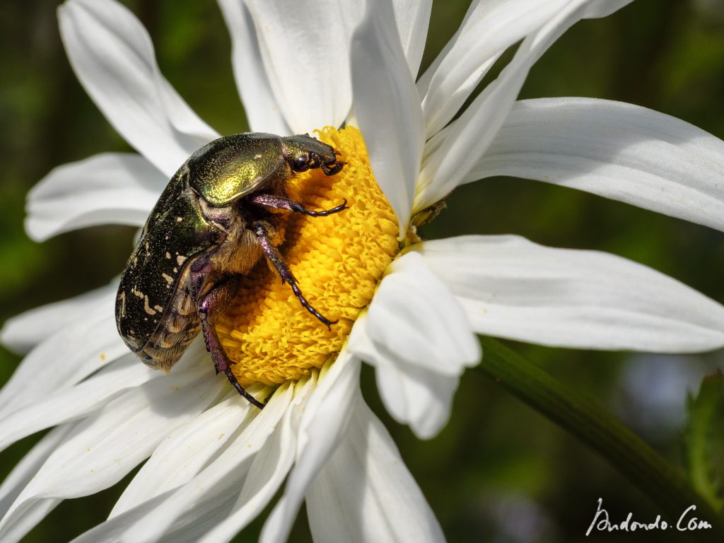 Goldglänzender Rosenkäfer auf Margerite