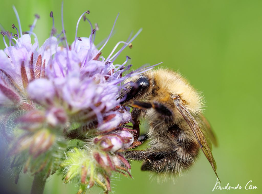 Biene an Bienenfreund (Phacelia)