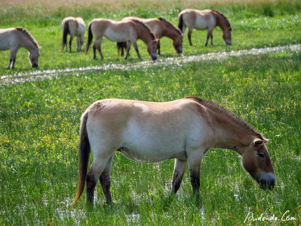 Przewalzki-Pferd