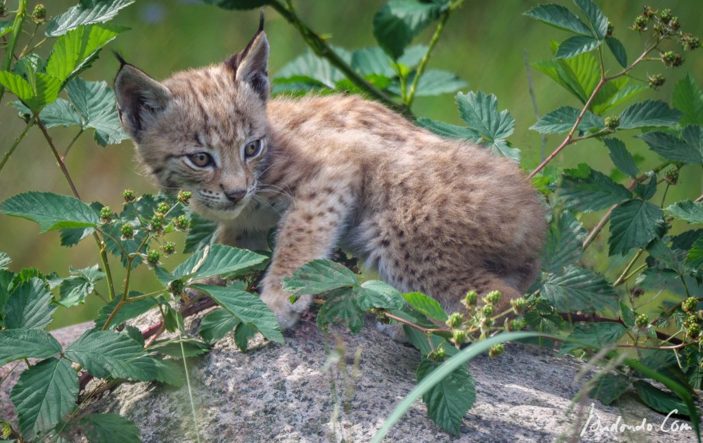 Junger Luchs