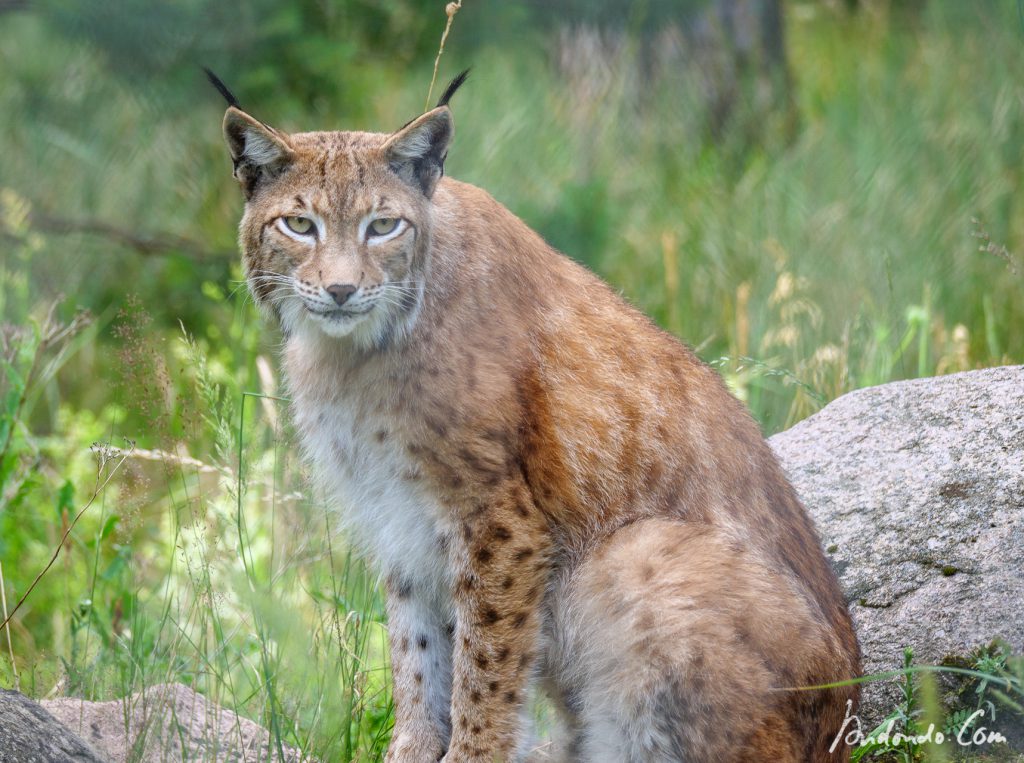 Luchs