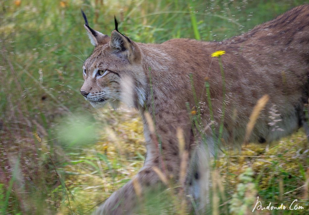 Luchs