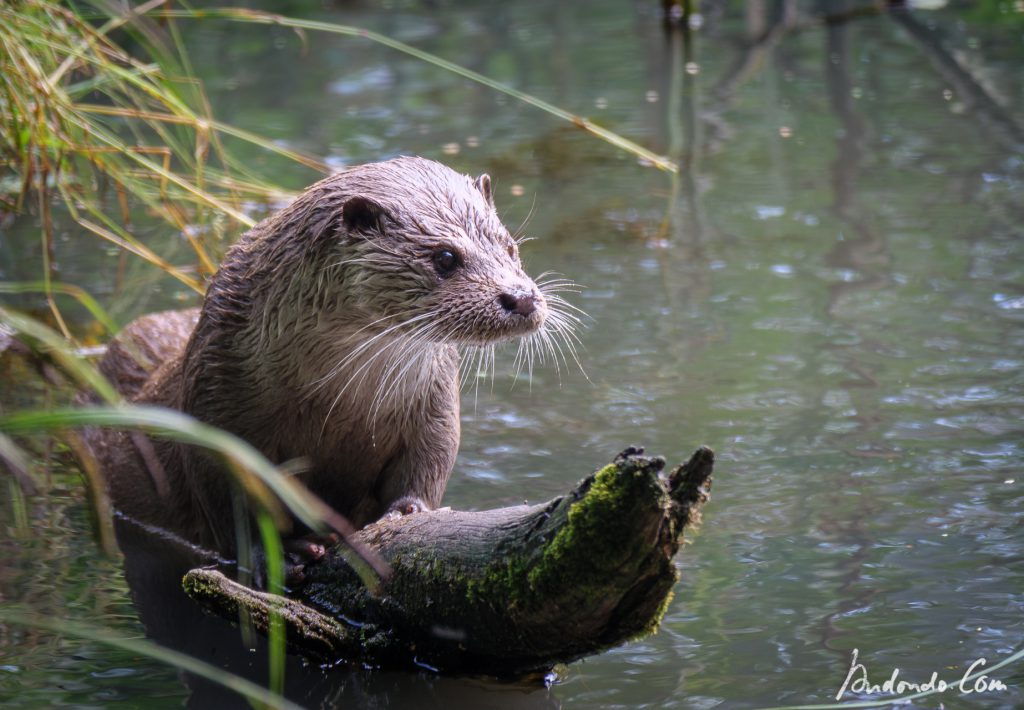 Otter