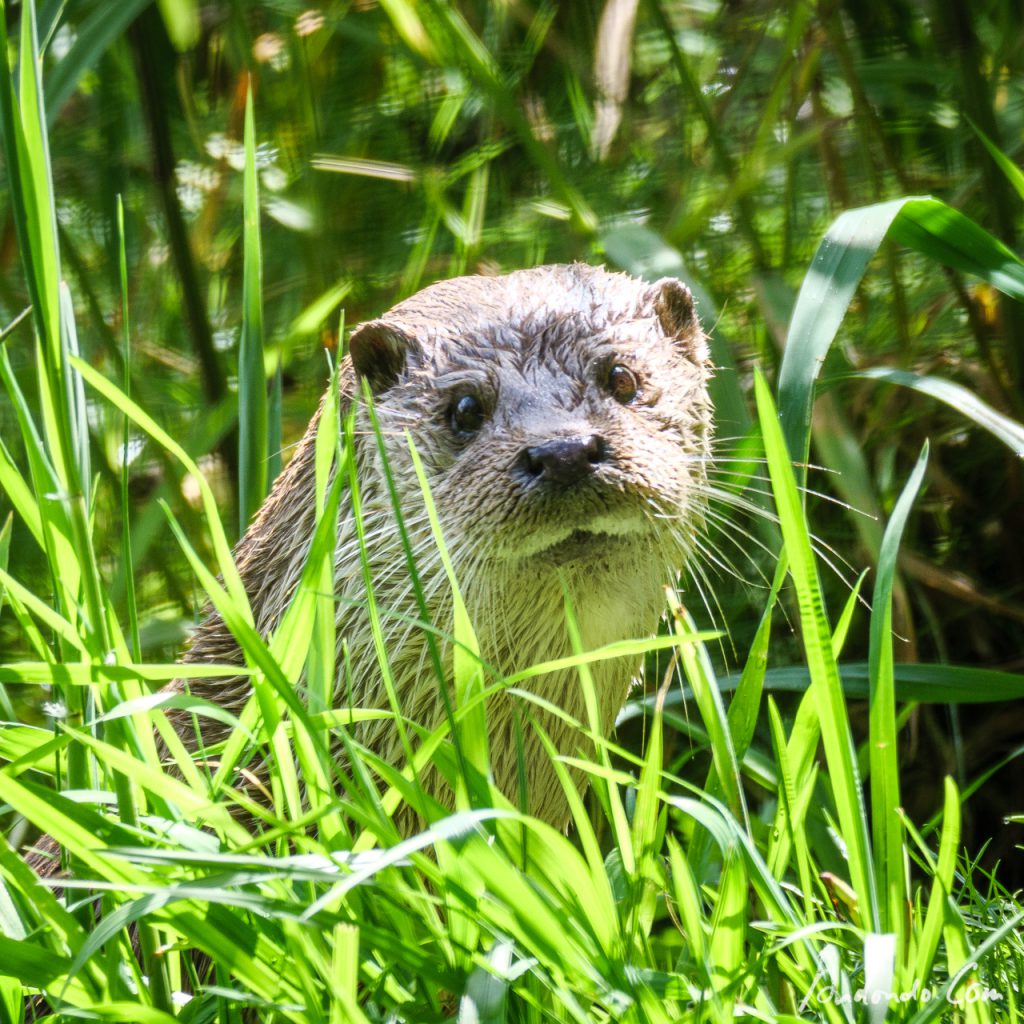 Otter