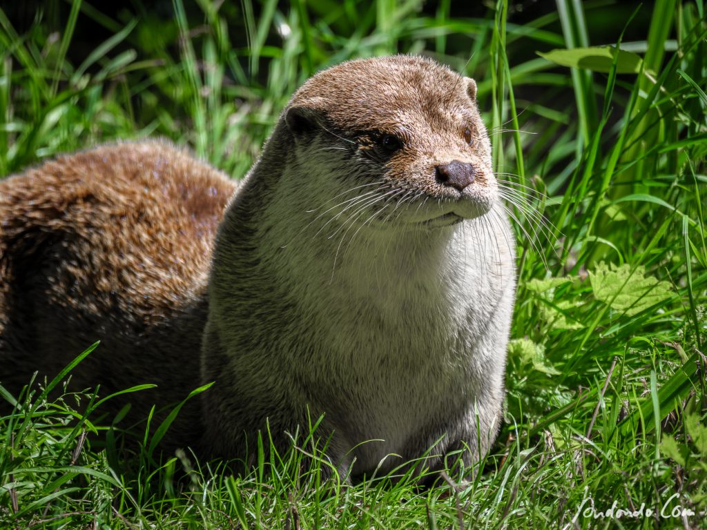 Otter