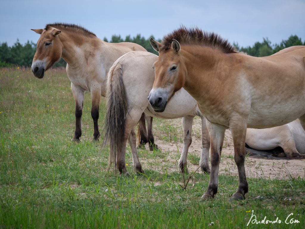 Przewalski-Pferde