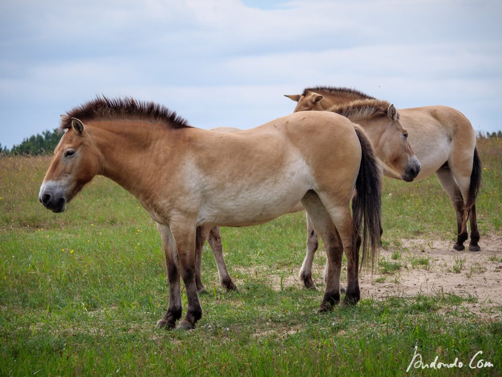 Przewalski-Pferde