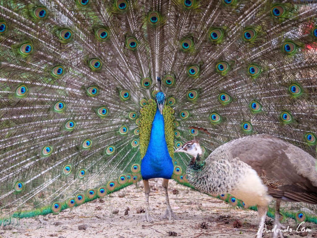 Pfau