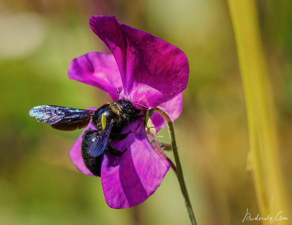 Blaue Holzbiene