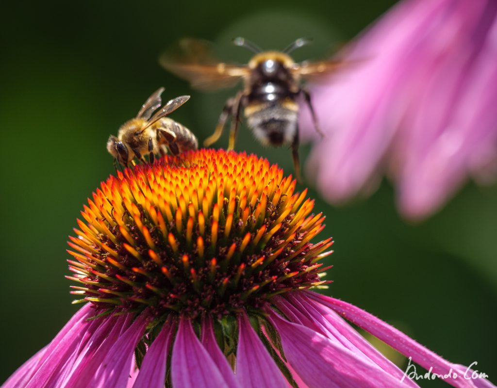 Biene und Hummel an Sonnenhut