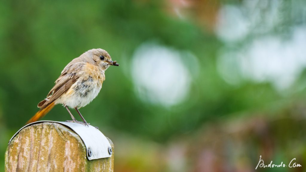 Rotschwänzchen Jungvogel