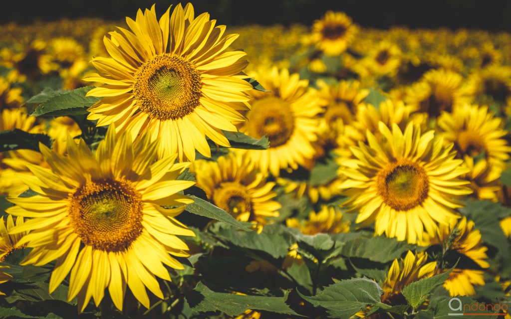 Sonnenblumen