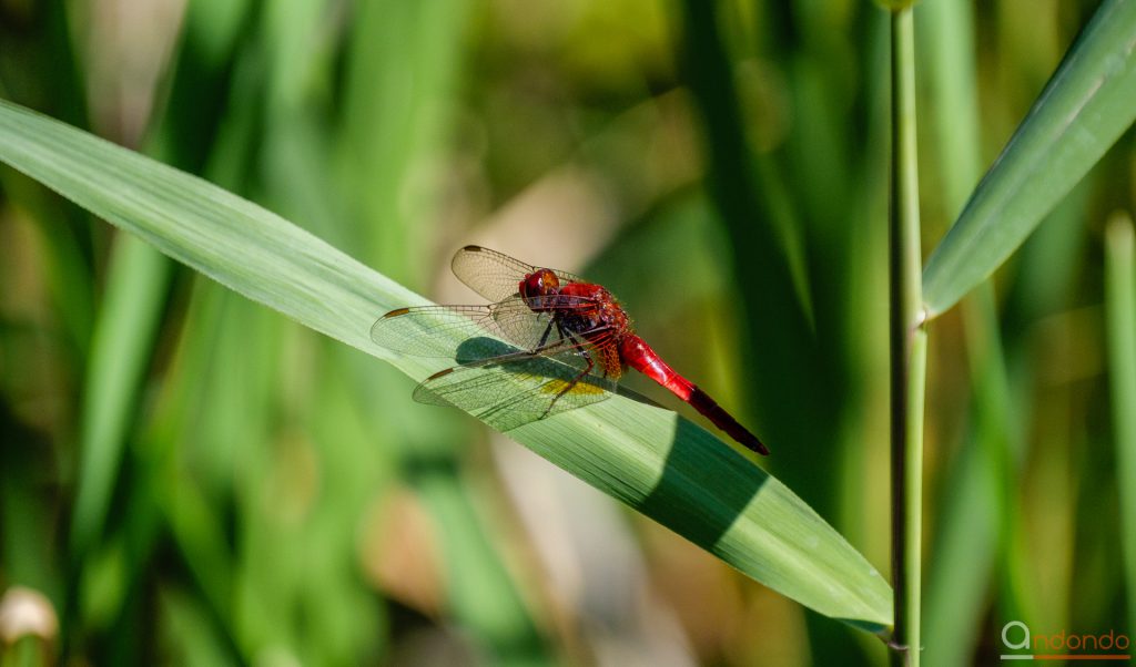 Rote Heidelibelle am Teich