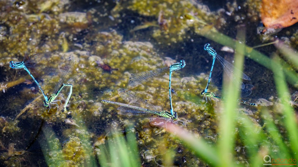 Azurjungfern am Teich