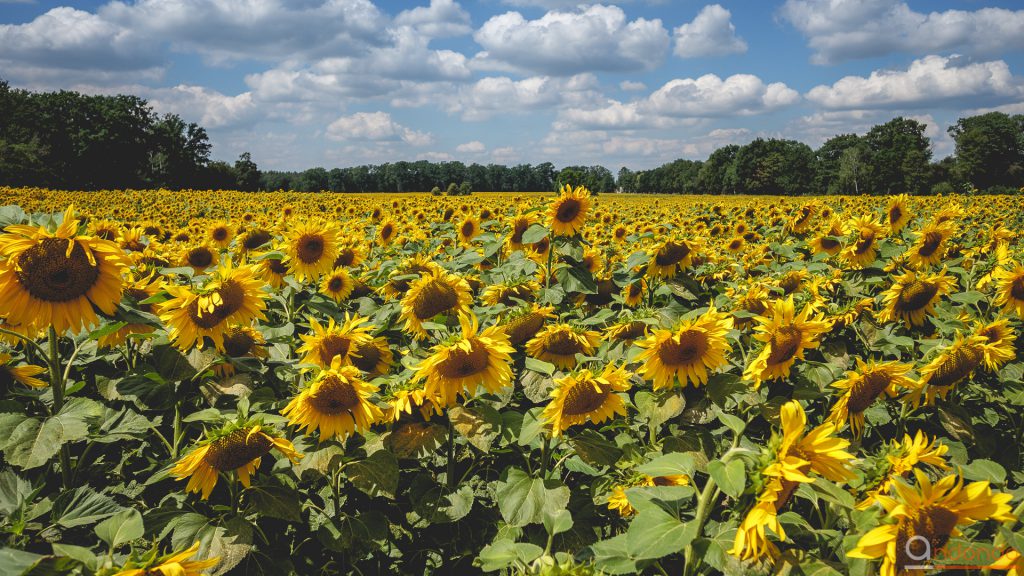 Sonnenblumen